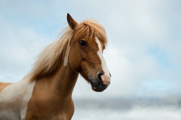 Qual ​​é a vida útil média de um cavalo?