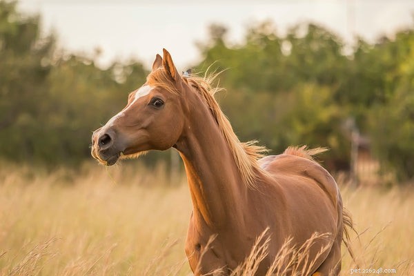 말의 평균 수명은 얼마입니까?