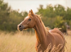 Какова средняя продолжительность жизни лошади?