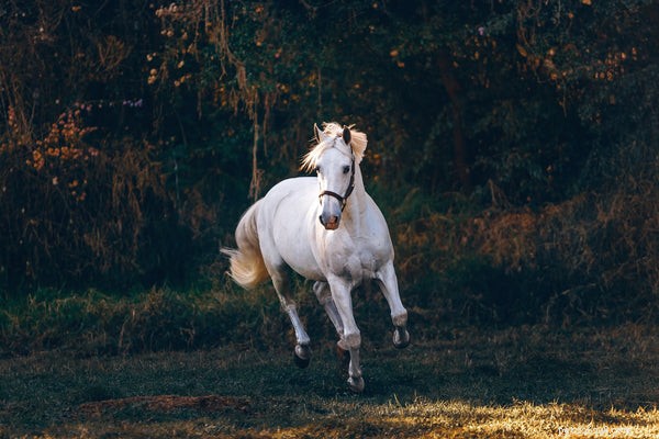 Qual ​​é a vida útil média de um cavalo?