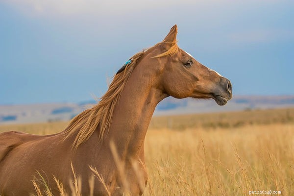 Jaká je průměrná délka života koně?