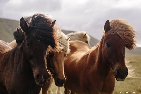 Vad är den genomsnittliga livslängden för en häst?