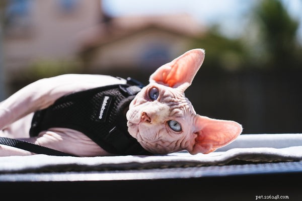 Sphynx Cat Adoption:hoe zorg je voor de perfecte haarloze kat