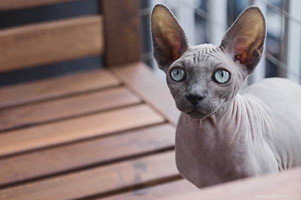 Sphynx Cat Adoption:hoe zorg je voor de perfecte haarloze kat