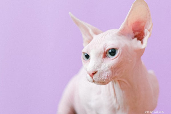 Adopce kočky Sphynx:Jak pečovat o dokonalou bezsrstou kočku