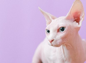 スフィンクス猫の養子縁組：完璧な無毛猫の世話をする方法 