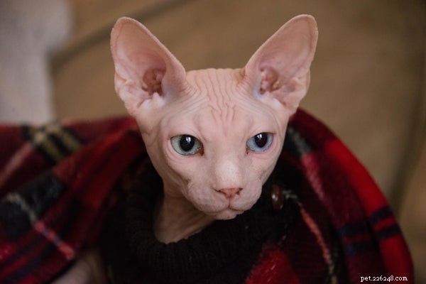 Adoption d un chat Sphynx :comment prendre soin d un chat sans poils parfait