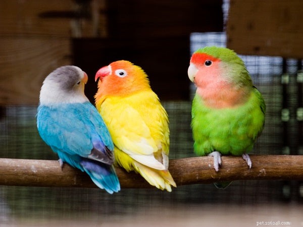 Hur man håller Lovebirds som husdjur:Här är 5 av de bästa tipsen