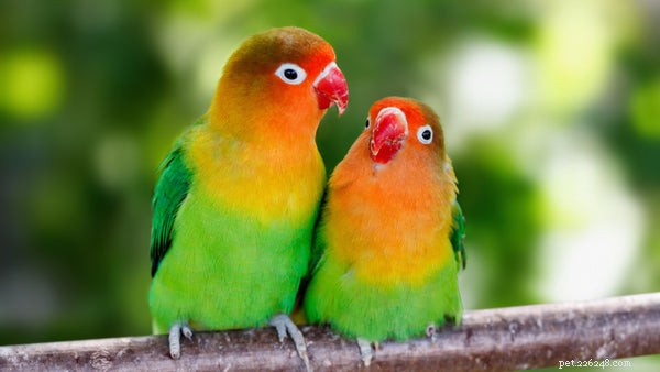 Hur man håller Lovebirds som husdjur:Här är 5 av de bästa tipsen