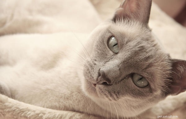 Tudo o que você precisa saber sobre gatinhos tonquineses