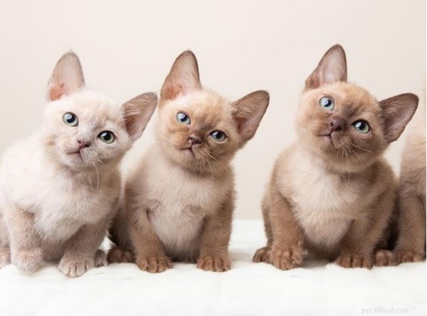 Tout ce que vous devez savoir sur les chatons tonkinois