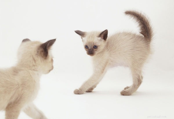 Alles wat u moet weten over Tonkinese kittens