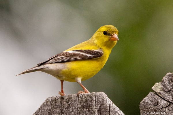 Hur man matar och tar hand om en gul kanariefågel
