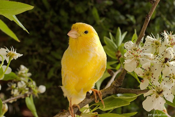 Hur man matar och tar hand om en gul kanariefågel
