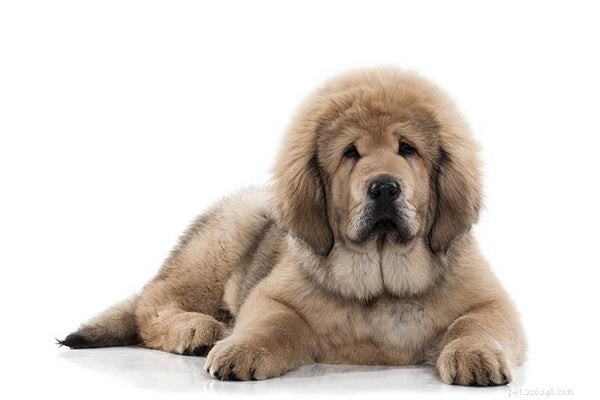 チベタンマスティフ犬：珍しい保護品種 