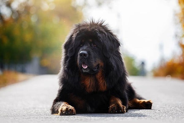Tibetan Mastiff Dog:희귀하고 보호적인 견종