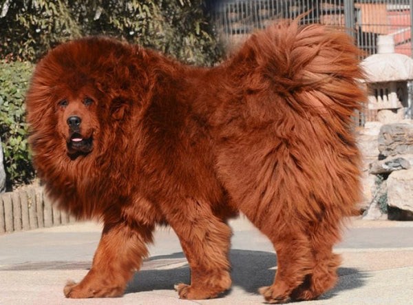 チベタンマスティフ犬：珍しい保護品種 