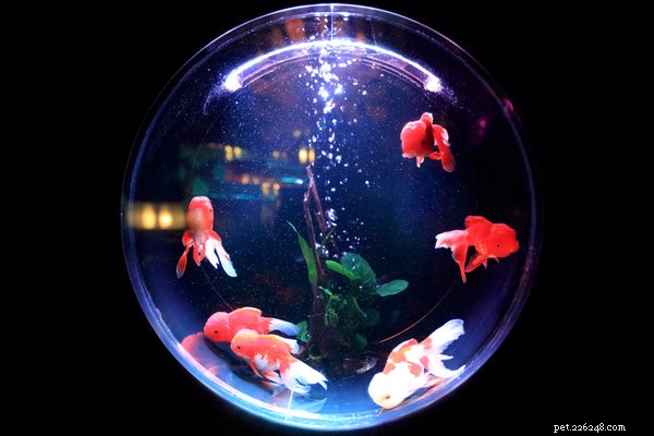 Comment configurer correctement votre aquarium domestique