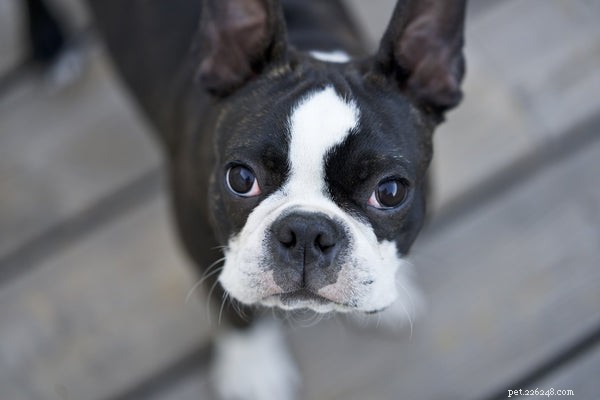 Pes pro všechny milovníky psů:Psi s nízkou údržbou