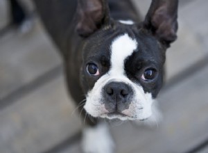 Pes pro všechny milovníky psů:Psi s nízkou údržbou