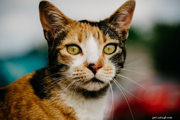 Är alla Calico Cats honor:Allt du behöver veta om denna lyckliga katt