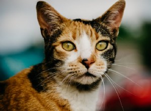 Jsou všechny kočky Calico samice:Vše, co potřebujete vědět o této šťastné kočce