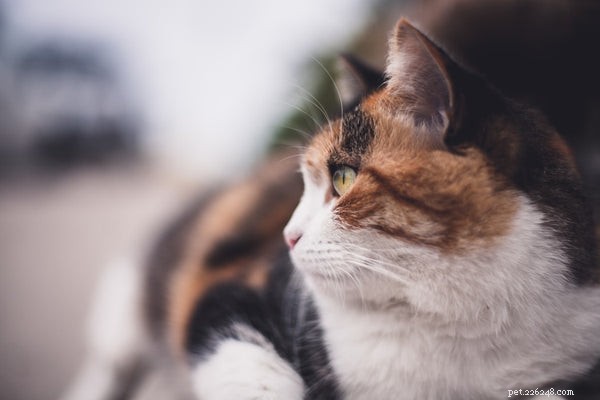 Zijn allemaal Calico Cats Female:alles wat je moet weten over deze Lucky Cat