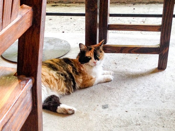Är alla Calico Cats honor:Allt du behöver veta om denna lyckliga katt