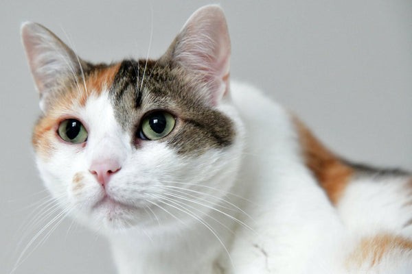 Все ли трехцветные кошки женского пола:все, что вам нужно знать об этой счастливой кошке