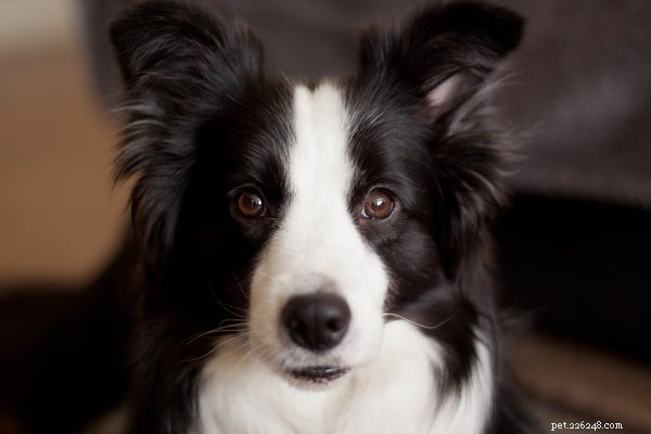 Do Border Collies Shed:alles wat u moet weten over het hoeden van hondenverzorging