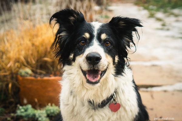 Do Border Collies Shed:alles wat u moet weten over het hoeden van hondenverzorging