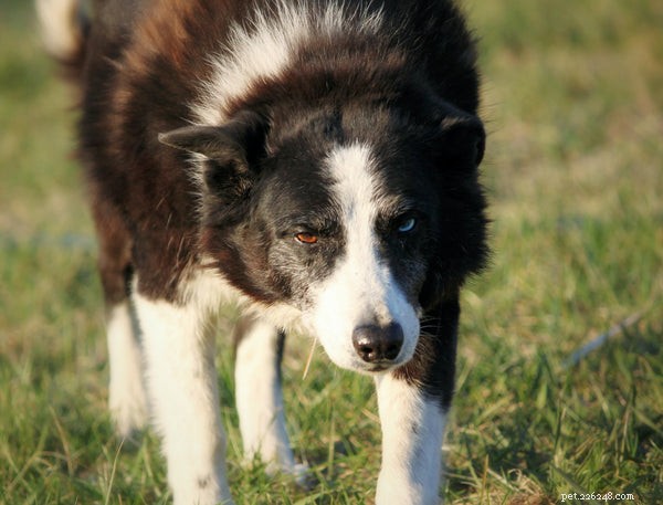 Ланяют ли бордер-колли:все, что вам нужно знать об уходе за пастушьей собакой