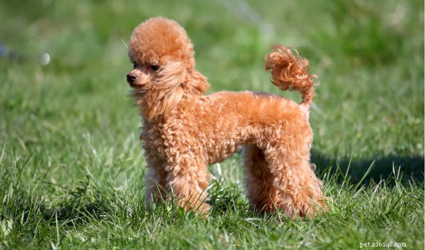 Tipos de Poodles:conheça este cão francês