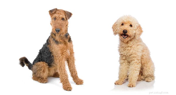 Tipos de Poodles:conheça este cão francês