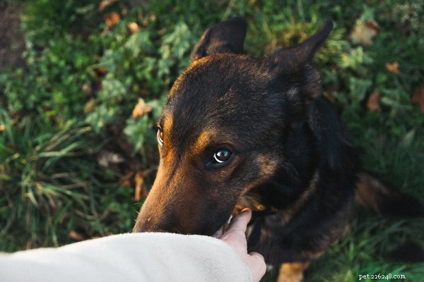 Cane belga Malinois:cosa sapere prima dell adozione