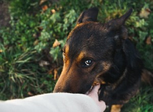 Belgický malinois pes:Co je dobré vědět před adopcí