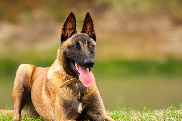 Cão Malinois Belga:o que saber antes de adotar