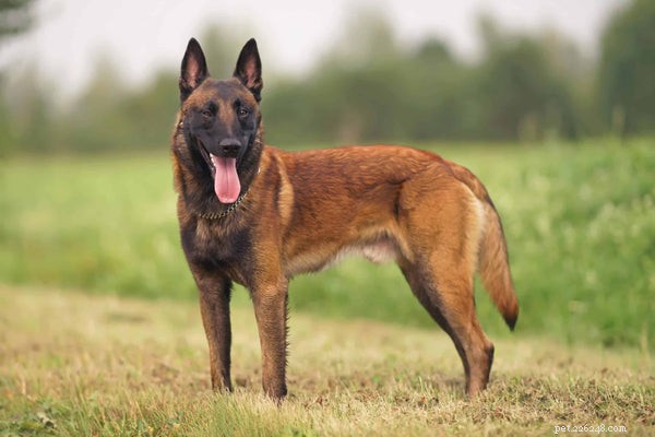 Cão Malinois Belga:o que saber antes de adotar