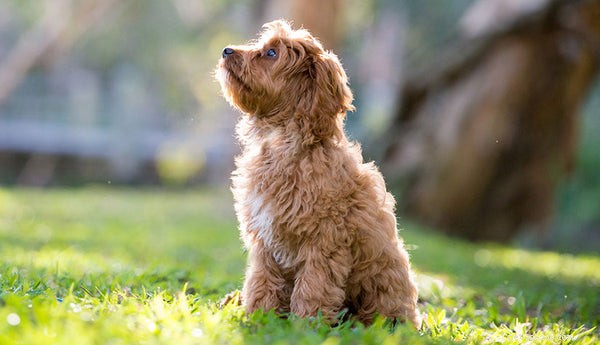 Вот 10 самых милых миксов собак