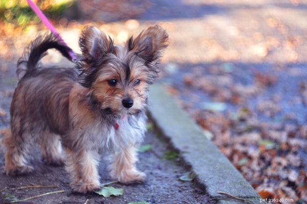 Hier zijn de 10 schattigste hondenmixen