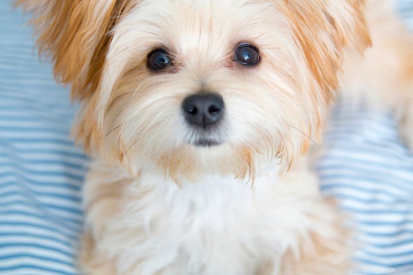 Aqui estão as 10 misturas de cães mais fofas