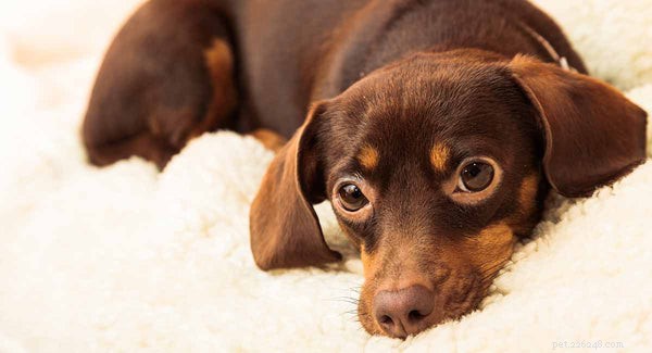 Hier zijn de 10 schattigste hondenmixen