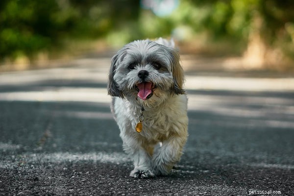 Aqui estão os 7 melhores cães de colo