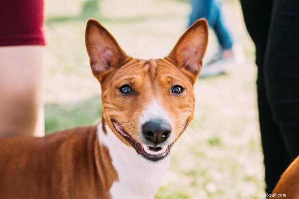 Het Basenji-hondenras:wat u moet weten en waarom u er een moet aanschaffen
