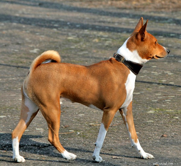 A raça de cães Basenji:o que você precisa saber e por que deve comprar um