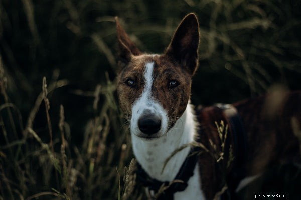 Порода собак басенджи:что вам нужно знать и почему вы должны ее завести