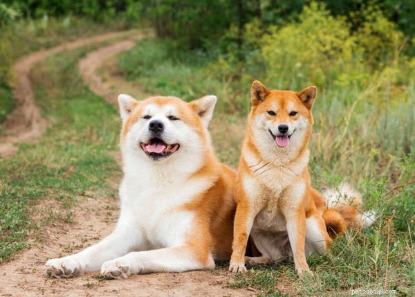 Aqui estão as 4 principais raças de cães antigos