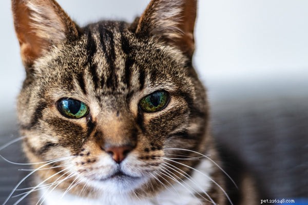 Zábavné věci, které byste měli vědět o plemenech mourovatých koček
