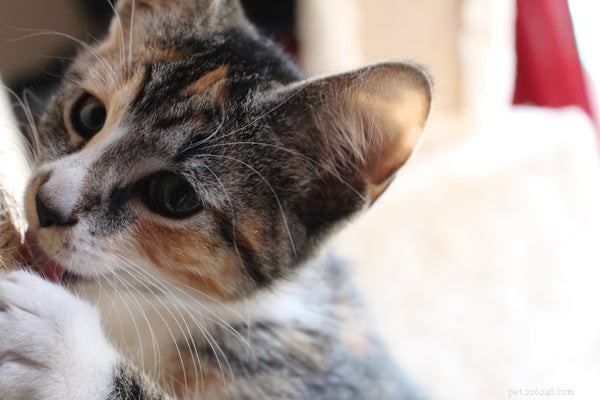 Что интересно знать о породах полосатых кошек