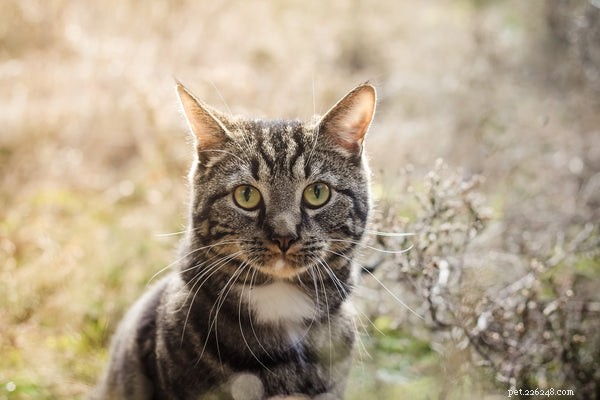 Zábavné věci, které byste měli vědět o plemenech mourovatých koček